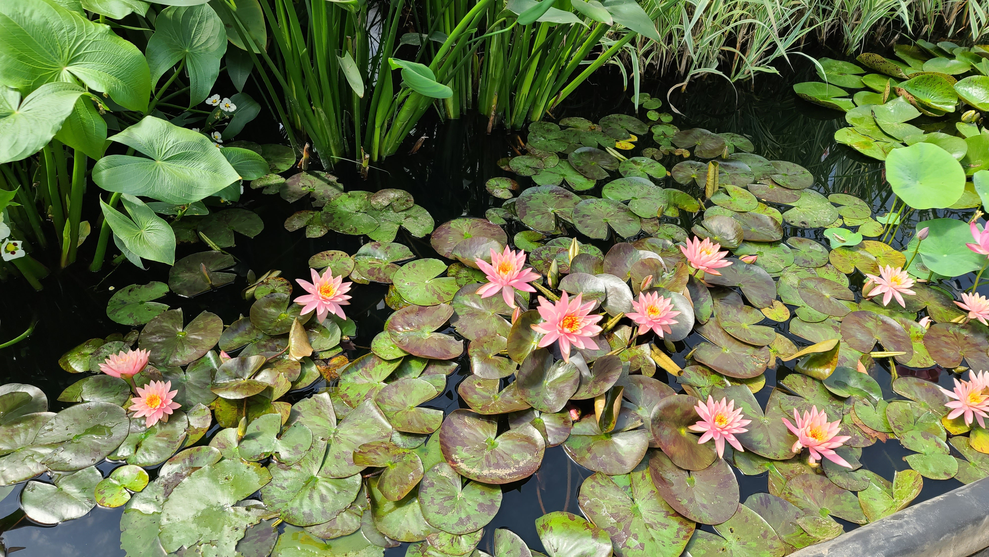 Prakisad Water Lily Heaviest Blooming Hardy Waterlily Pond Megastore