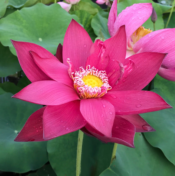 Ancient Capital New Beauty Lotus Tall CrimsonRed Blooms