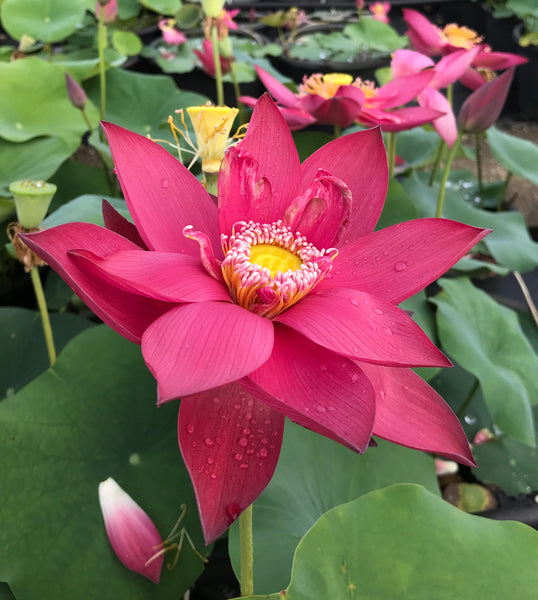 Ancient Capital New Beauty Lotus Tall CrimsonRed Blooms