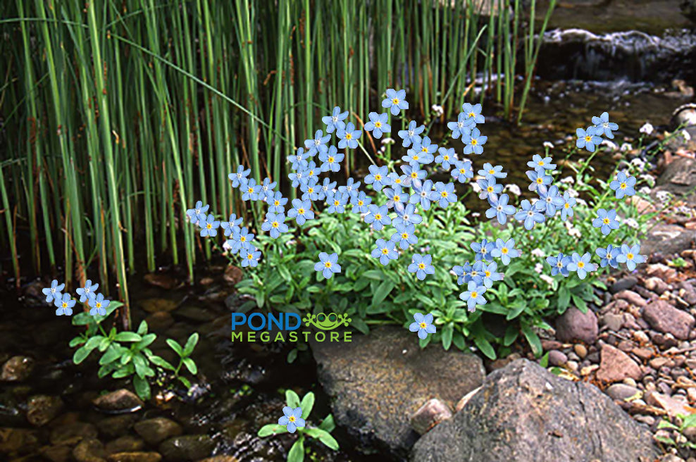 Forget Me Nots Blue Myosotis Scorpioides Winter Hardy Shade Lovin Pond Megastore