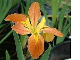 Count Pulaski Autumn/Orange Louisiana Iris <br> Orange, good bloomer!<br>Available Now!</br>