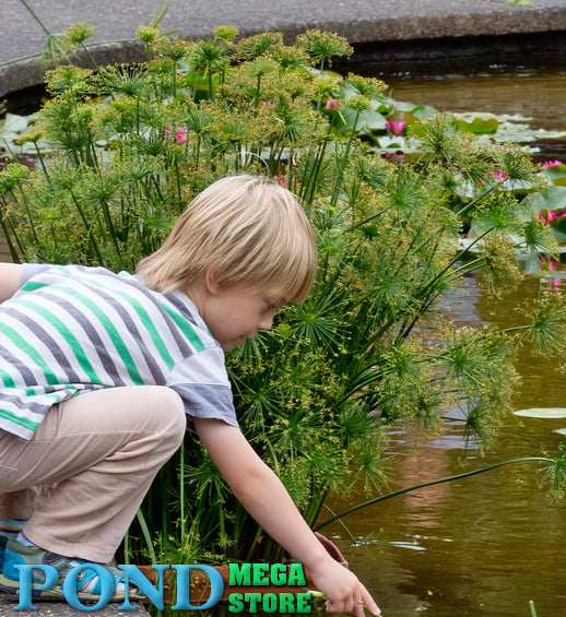 dwarf papyrus in pond