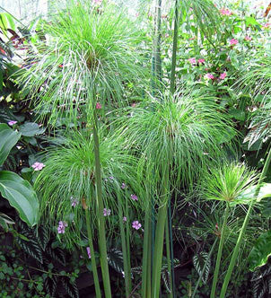 dwarf papyrus roots