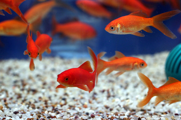 feeder goldfish