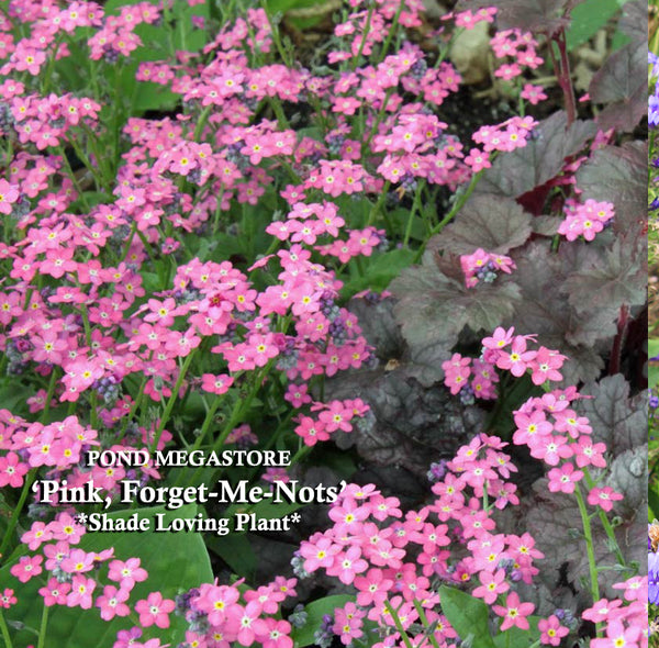 Pinkie Winkie Pink Forget Me Nots Myosotis Sylvatica Plants Availab Pond Megastore