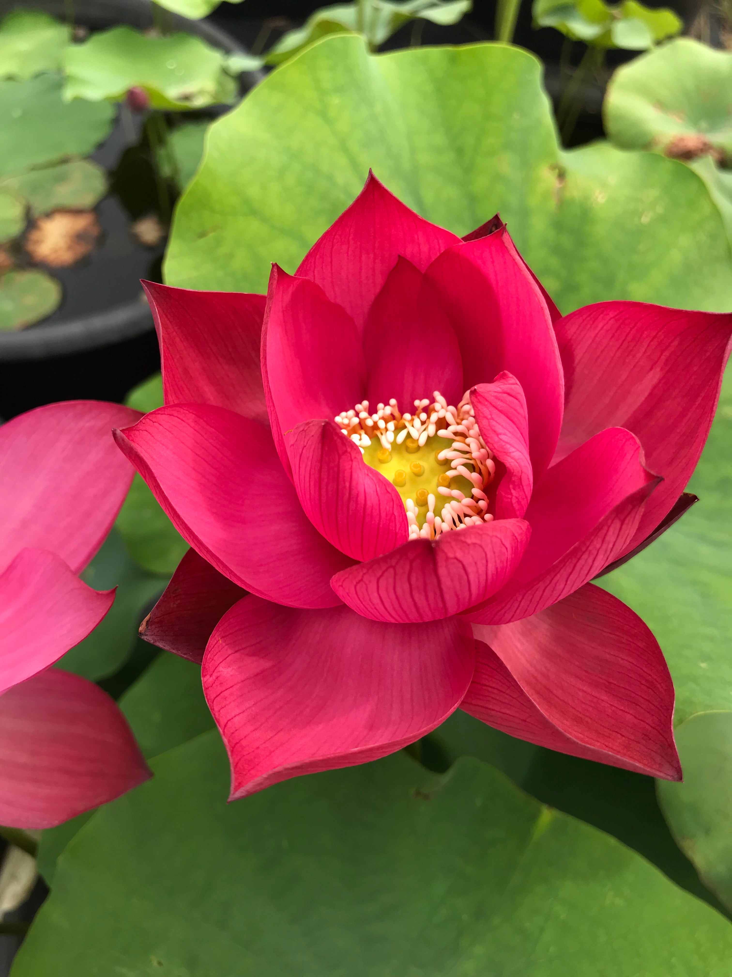 Red Lotus Blooming In The Tropical Garden Stock Image Colourbox