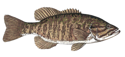 Pictures of 2024 smallmouth bass