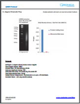 C. elegans Chromatin Prep and ChIP