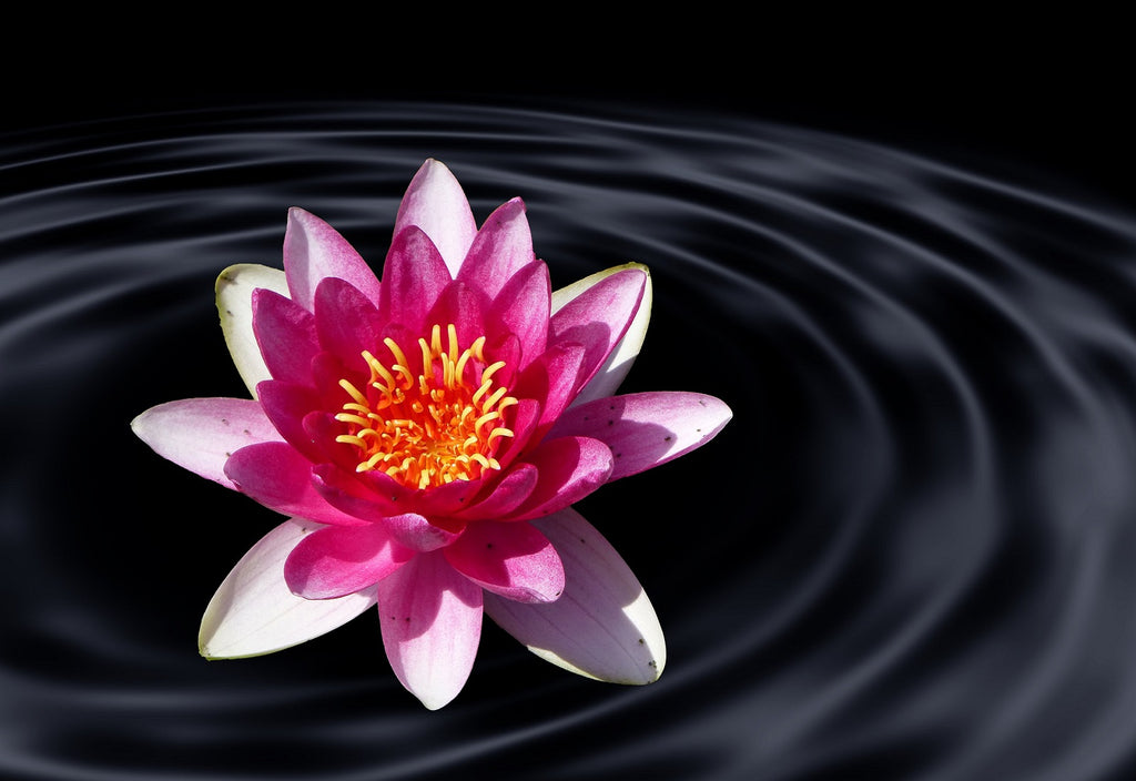 Lotus Symbol Lotus flower PNG / Almost files can be used