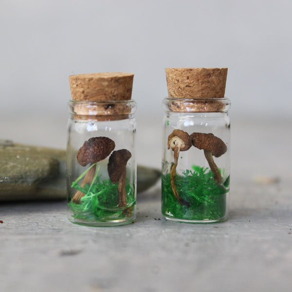 Tiny Mushroom Jar 