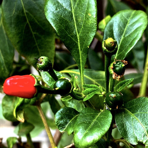 Chillies from the garden