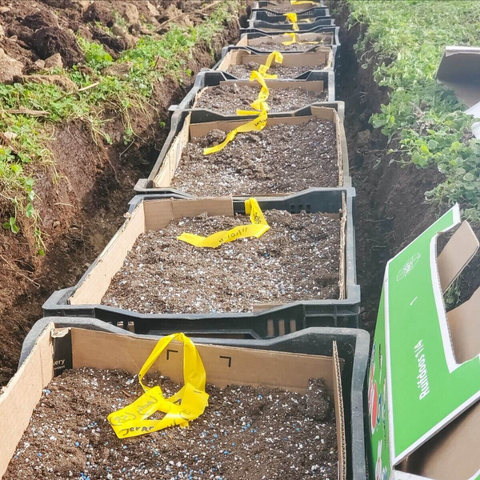 daffodil bulbs planted in crates