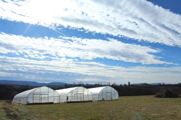 flower farm greenhouses with blue sky 