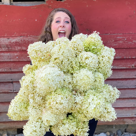 How to Dry Hydrangea – Harmony Harvest Farm