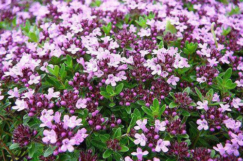 bulk mother of thyme seeds