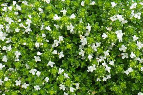 white creeping thyme seeds