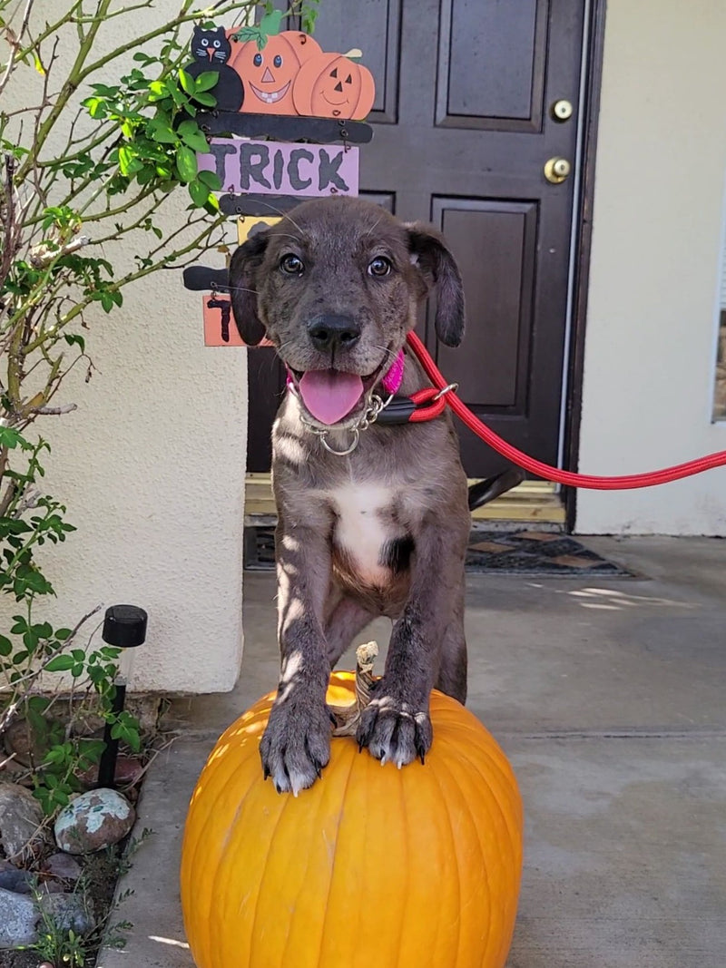 ark animal clinic hedgesville west virginia - Good Faith Column Photo