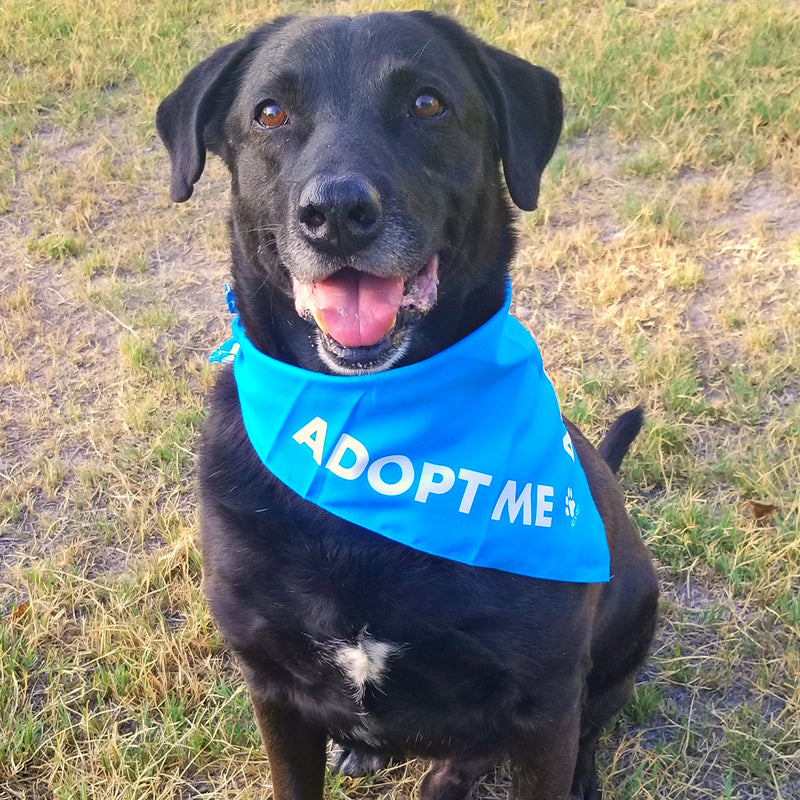 dog bandanas near me