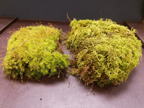 Live Fern Moss / Sheet Moss (Terrarium, Vivarium, Fairy Garden, Home D – EZ  Botanicals