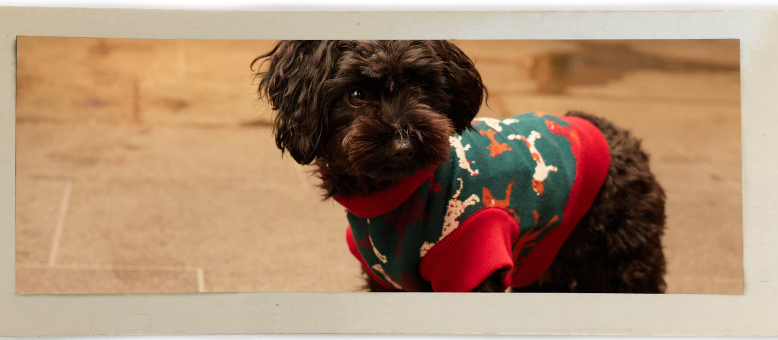 dog bow ties and bandanas