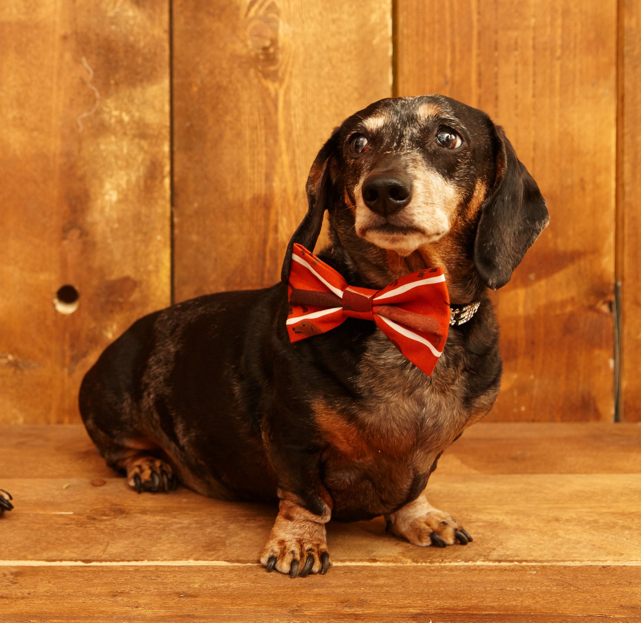 dog with a bow tie