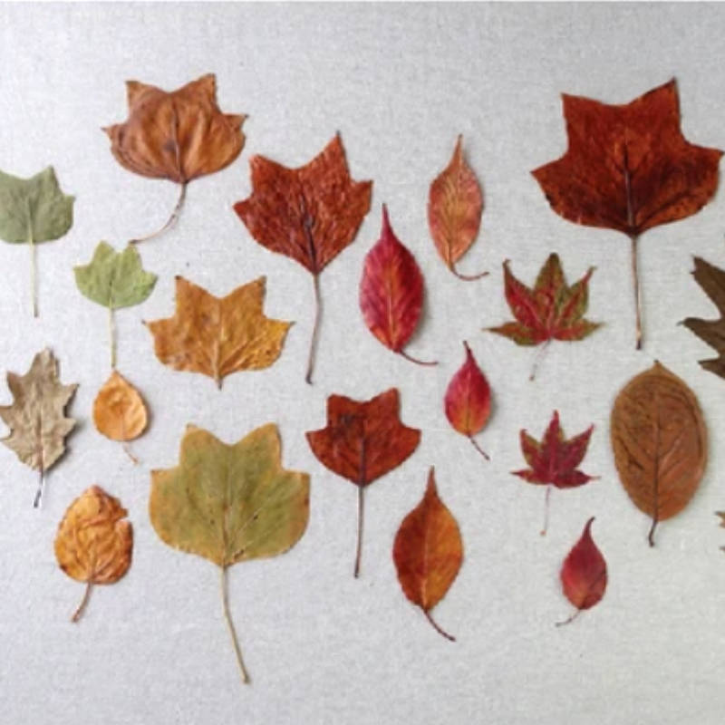 picture of many waxed and preserced autumnal leaves laid out on a grey surface