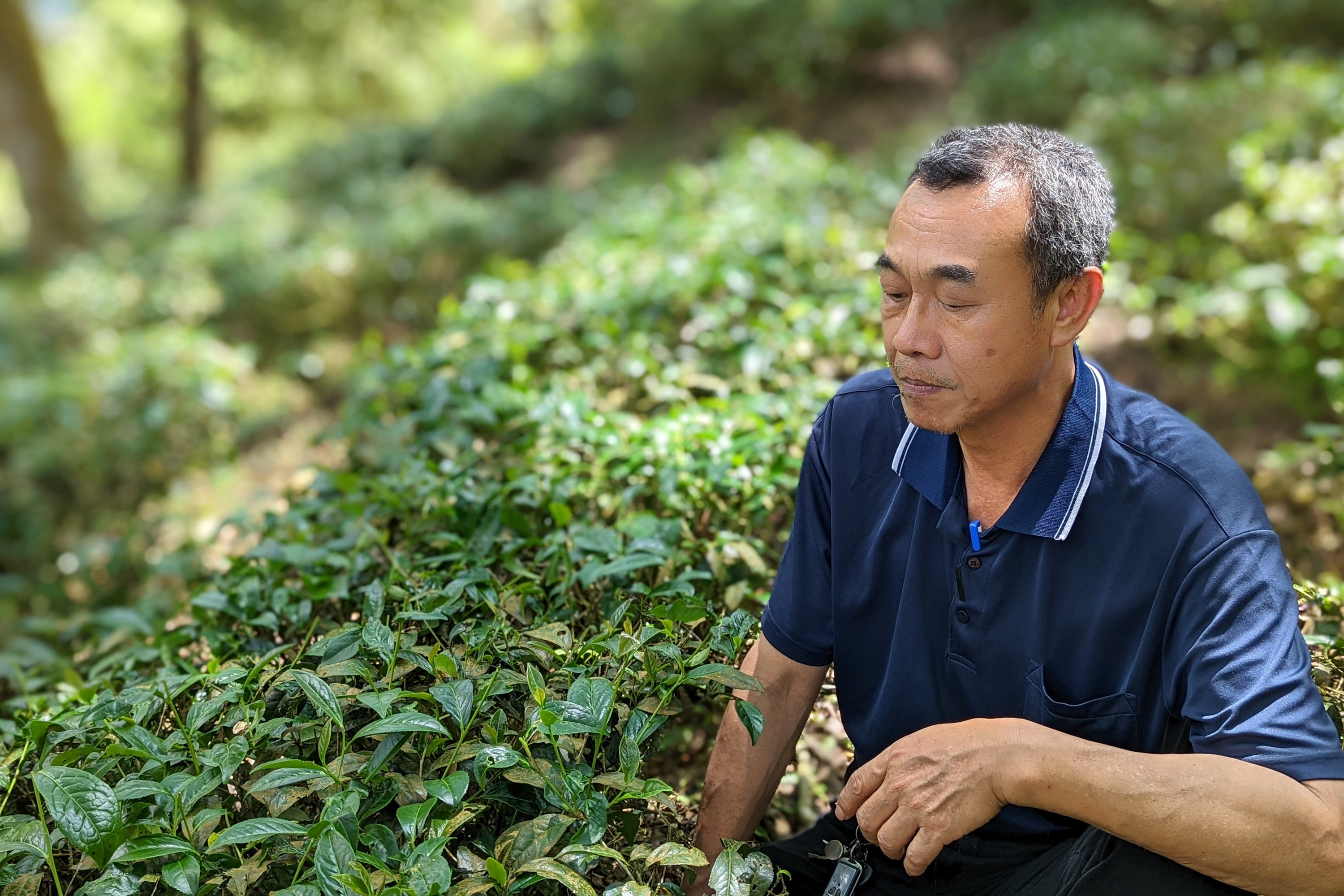 Mr. Chen's New Garden