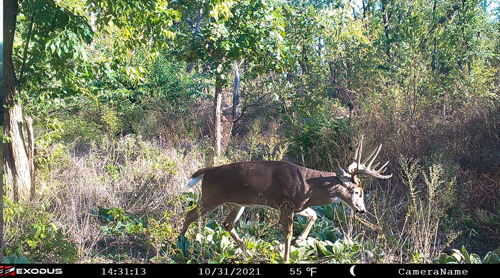 trail cameras are great for buck bedding areas