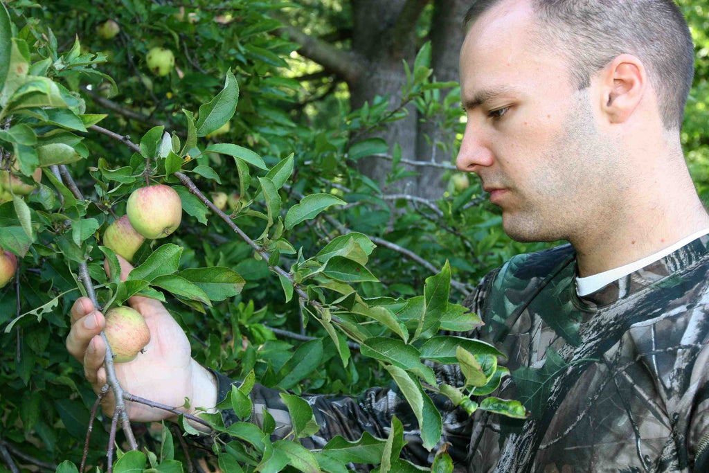 Plant apple trees for your deer