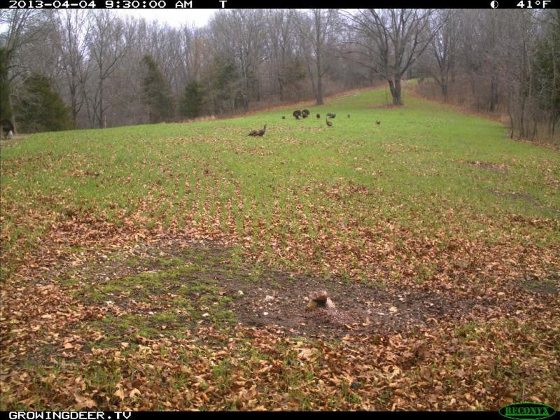 turkeys caught on trail cameras