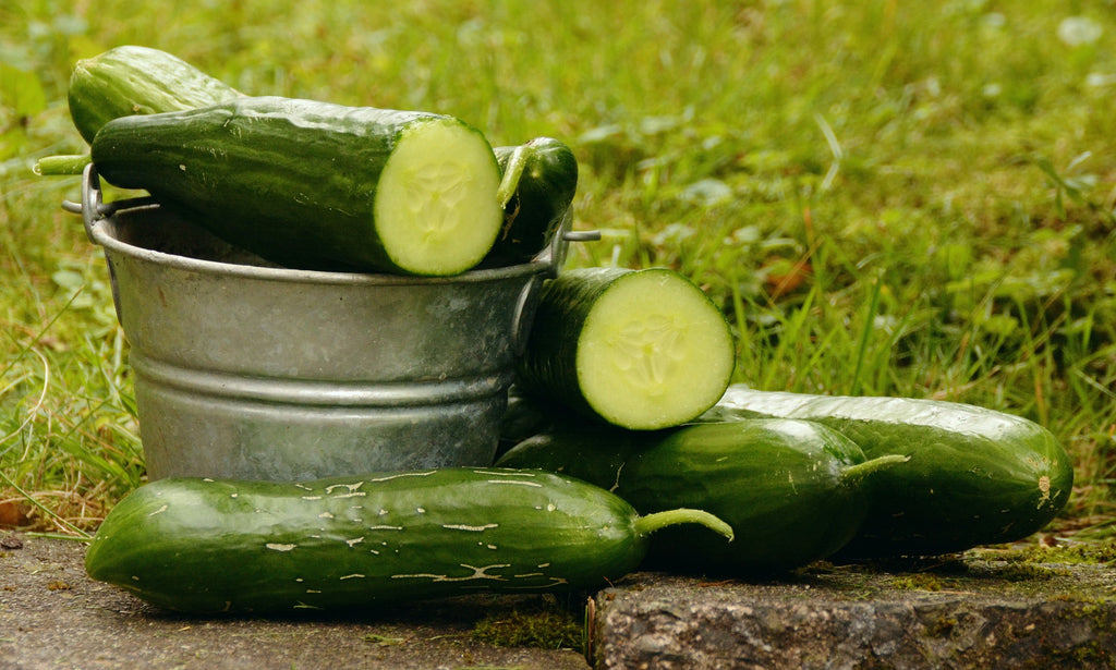 A photo of fresh harvest cucumbers in a bucket.