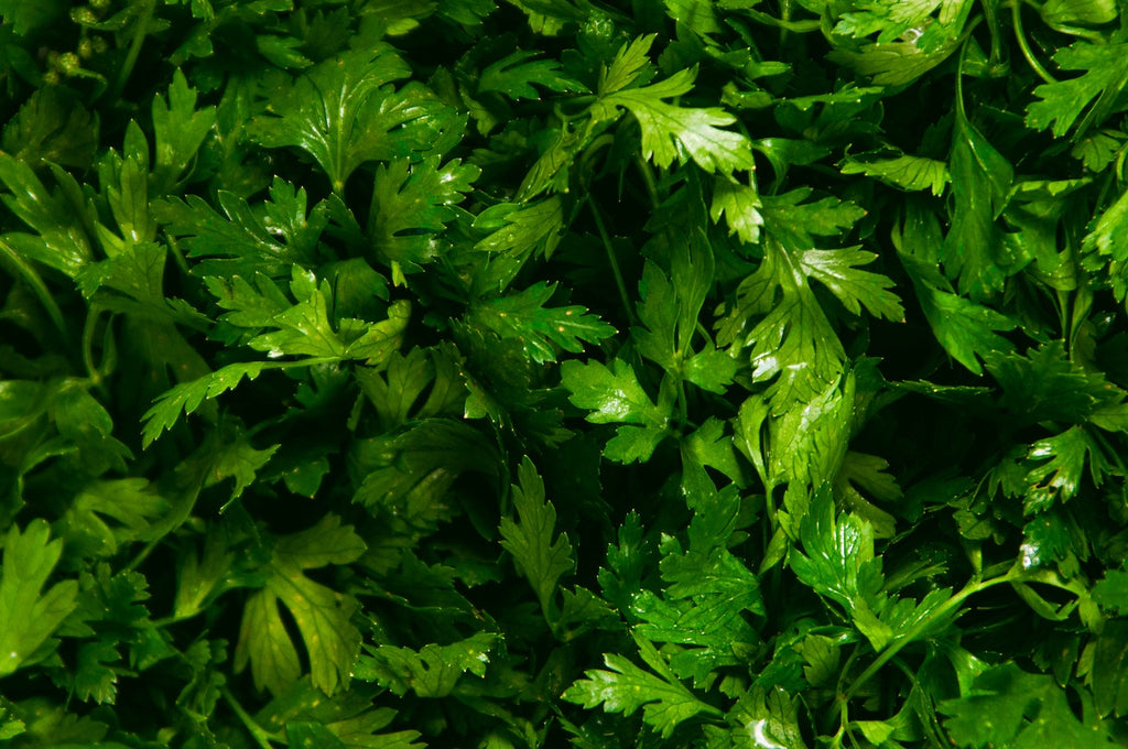 A close-up photo of fresh and raw cilantro 