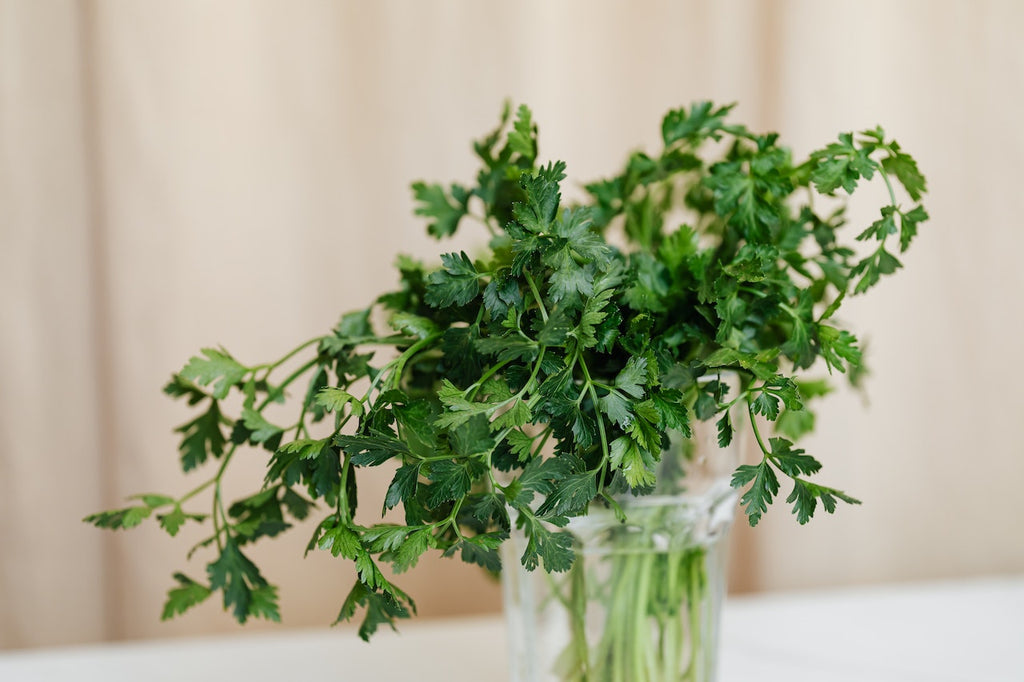 Fresh raw parsley in a glass vase on a white table.