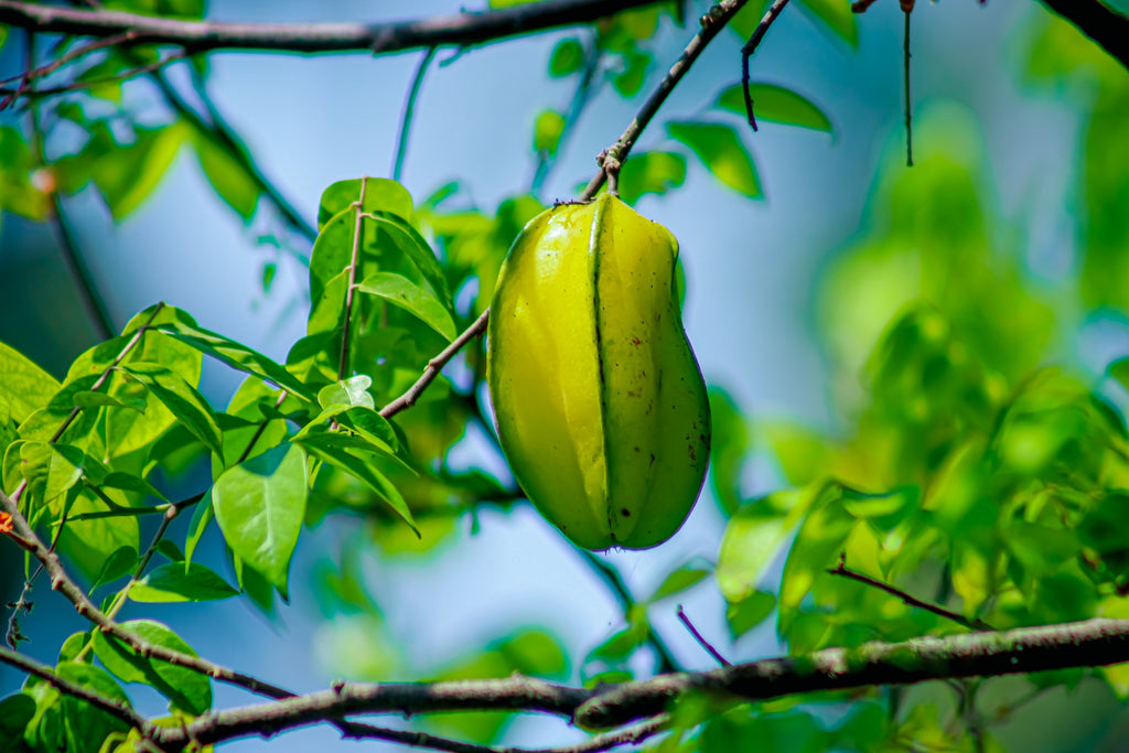 A green star fruit hanging from a tree branch