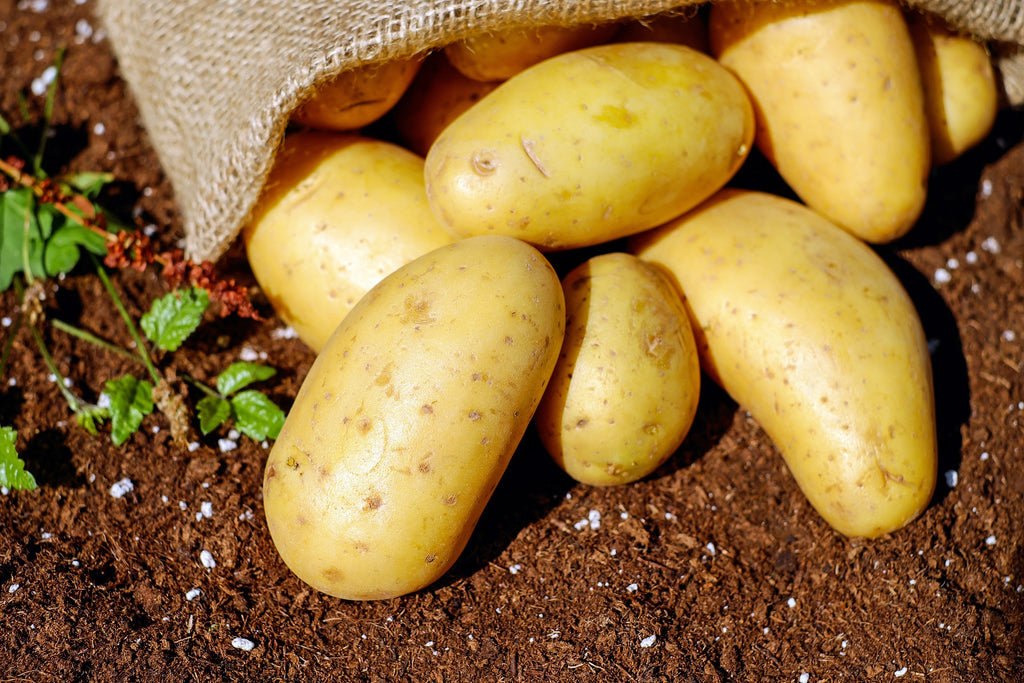 A photo of fresh harvest potatoes