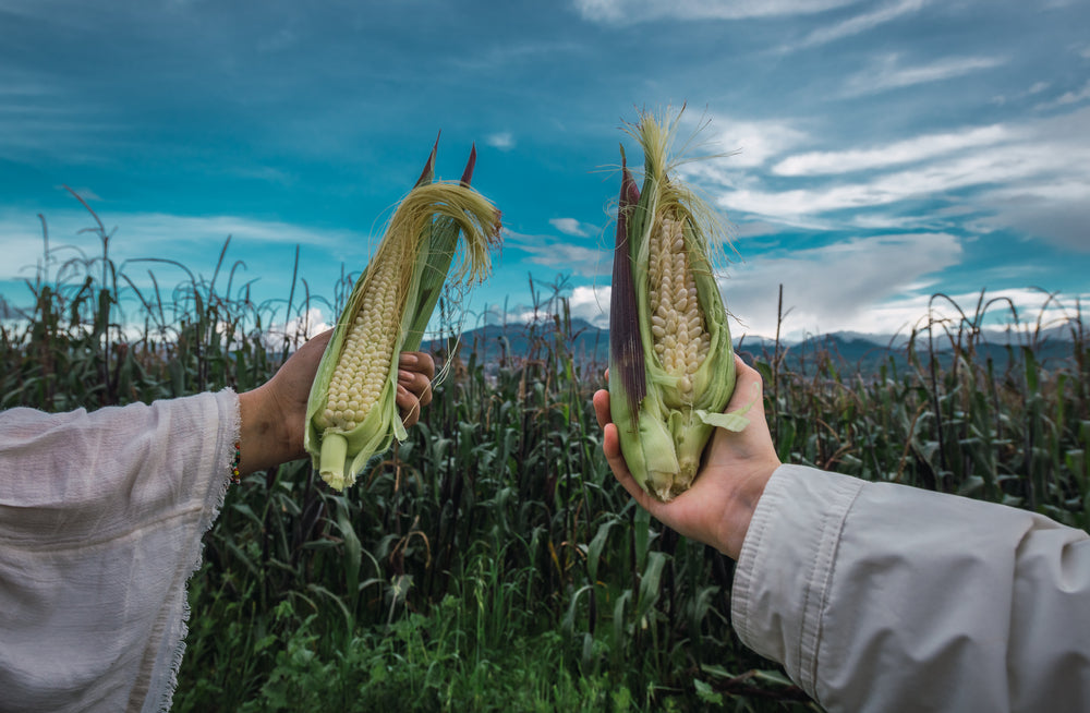 Two arms extended showcasing ears of corn against the backdrop of a harvest