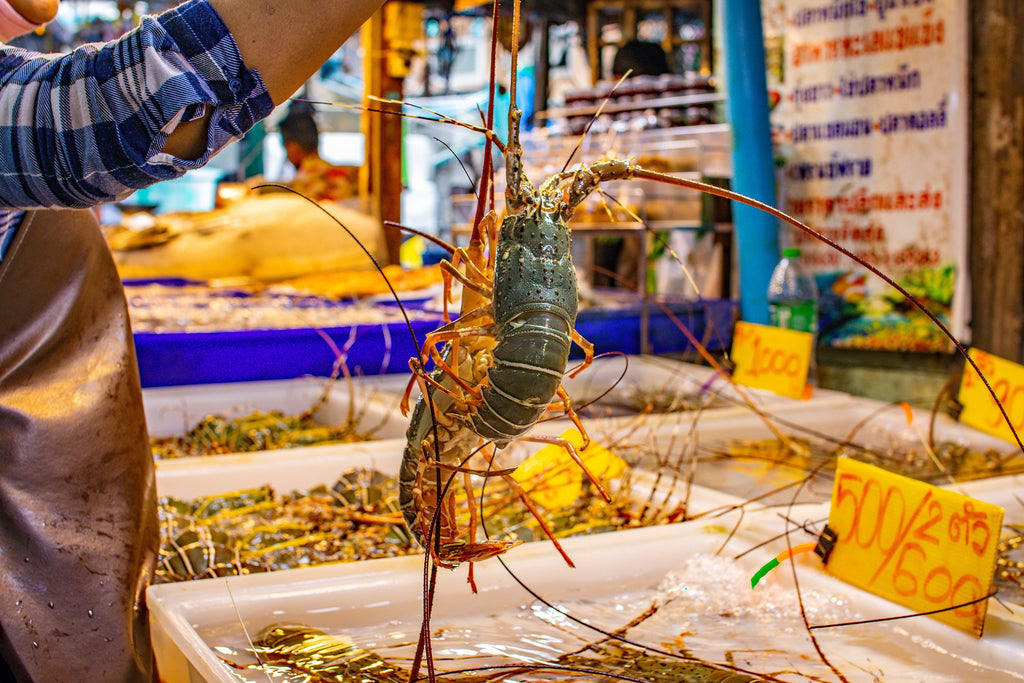 A photo of a woman holding two fresh lobsters.