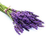 lavender telvada