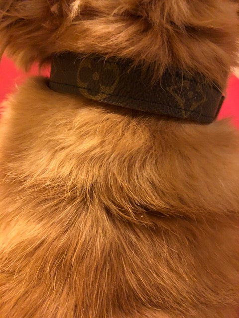 LVoe Dog or Cat Collar Supreme Handmade – The Red Hanger Boutique