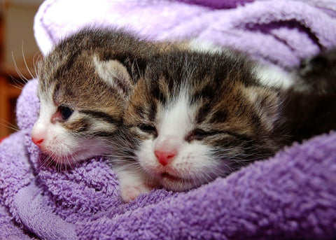 gatitos recién nacidos