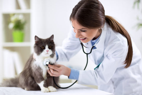 veterinario gatos