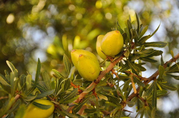 Argan Kernals On Tree