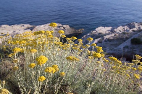 Immortelle loves growing in dry, rocky areas.