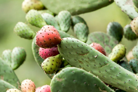 Prickly Pear Seed Oil For Dry Skin