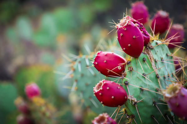 Prickly Pear Cactus