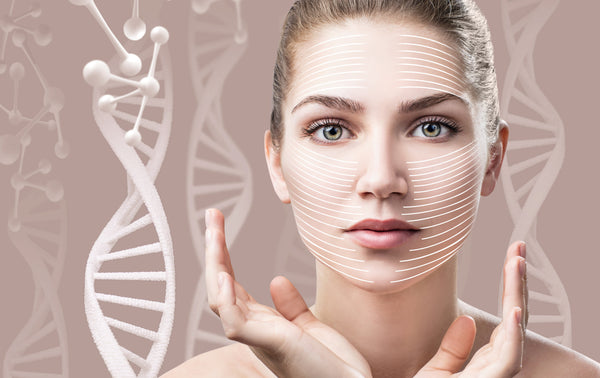 Collagen & Skin Structure