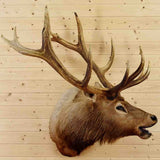 Elk Taxidermy Mount