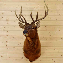 Elk Head for Sale