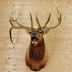 Taxidermied Elk for Sale