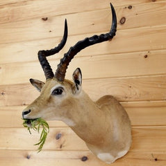 Impala Taxidermy Mount for Sale